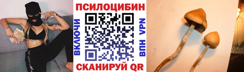 Купить  Воскресенск  Псилоцибиновые грибы Psilocybine cubensis 